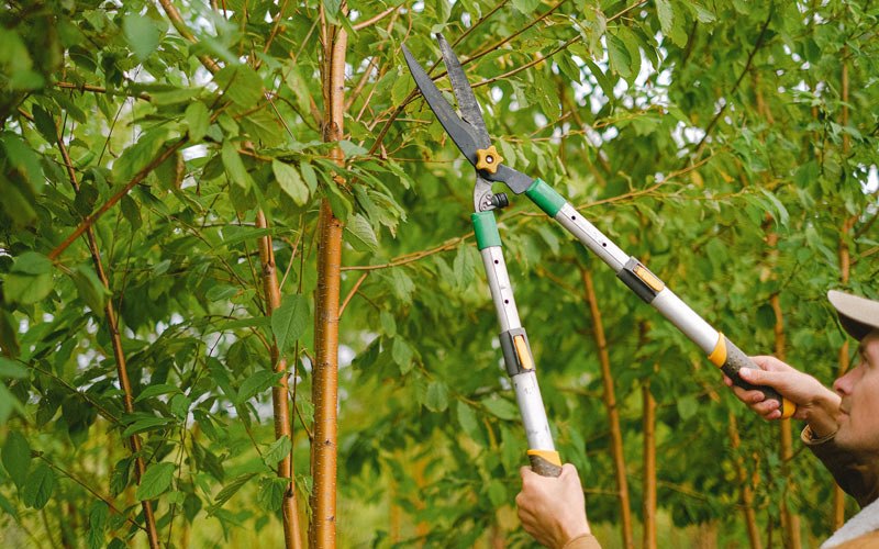 Tree trimming in Weston, OR